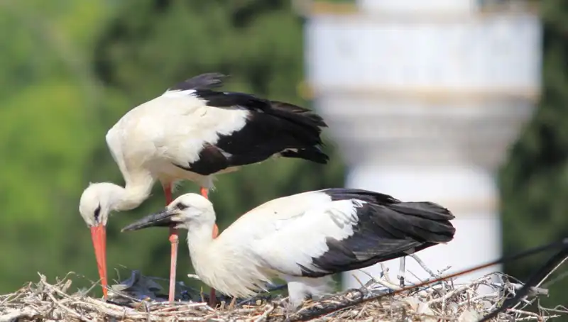 Yaren Leyleği Kıskandıran Leylek Köyü: 8 Kat Fazla Uva ile Rekor Kırıyor