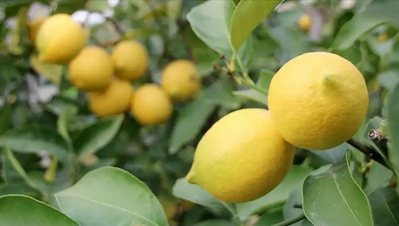 Limonun Fiyatı 24 Liraya Yükseldi, Tüketiciler Şokta!