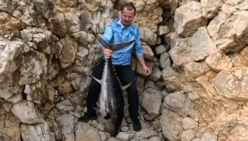 Saros'la Oltaya Takılan Balık Avcılarını Şaşırttı: 30 Kiloluk Canlı Okyanus Güzeli