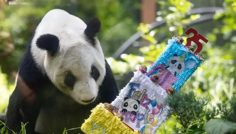 Dev Panda Xin Xin, 35. Yaşını Kutladı: Hayatı ve Koruma Çabaları