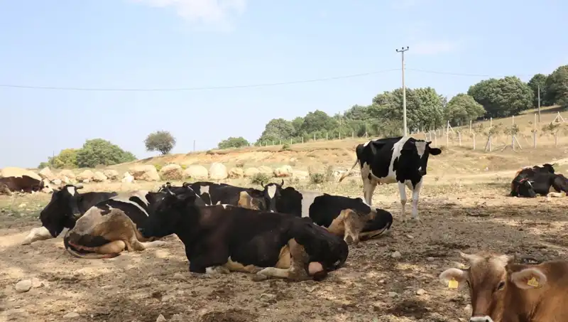 Şap Hastalığı Alarmı: 22 Köyde Giriş ve Çıkışlar Kısıtlandı!