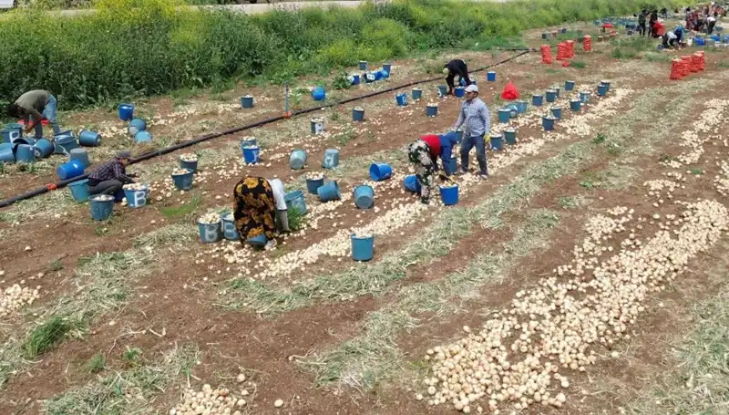 Soğan Hasadı Başladı: Pazar Fiyatlarında Şok Düşüş!