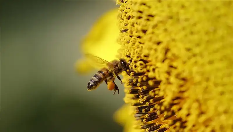 Kır Çiçeklerinde Zehir Birikimi Arı Ölümlerinin Nedenini Açıkladı!