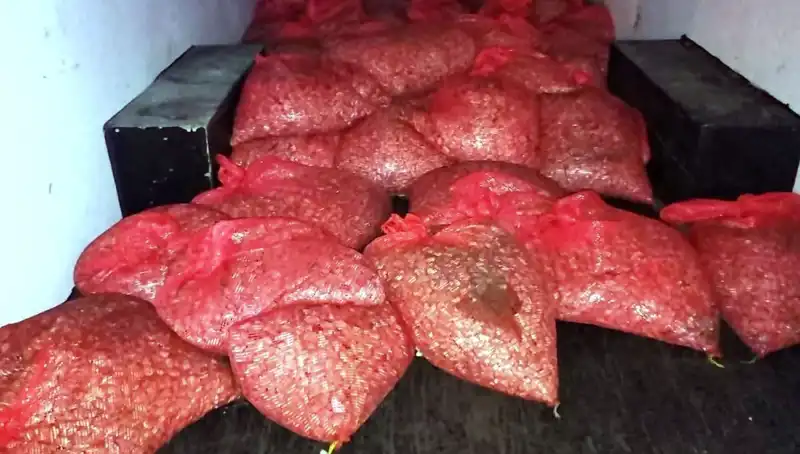 Samsun'da Bandıra Bandıra Gelen 1,5 Ton Kaçak Midye Yakalandı!