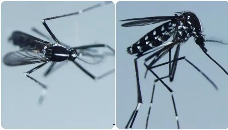 Chikungunya Virüsü Nedir? Belirtileri ve Görüldüğü Ülkeler Hakkında Bilgiler
